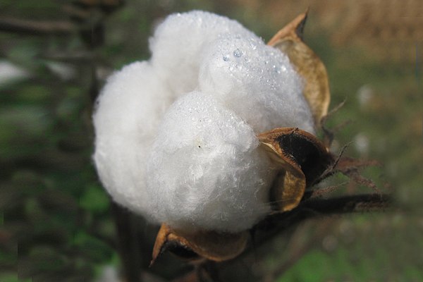 Cotton ready for harvest in Andhra Pradesh, India.