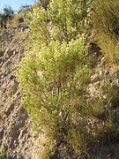 Baccharis articulata