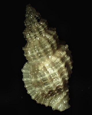 <i>Bailya</i> Genus of gastropods