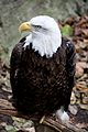 Weißkopfseeadler, der Wappenvogel der USA