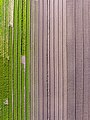 * Nomination Fields and beds for vegetable cultivation in Bamberg photographed from the air --Ermell 05:17, 8 April 2024 (UTC) * Promotion  Support Good quality.--Tournasol7 05:33, 8 April 2024 (UTC)
