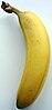 A Cavendish banana.