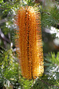 Banksia ericifolia