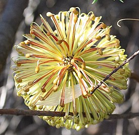 Banksia laricina flwr Moore Rvr NP email.jpg
