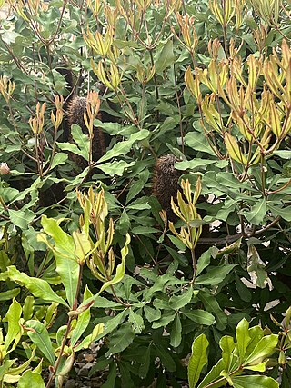 <i>Banksia penicillata</i> Species of shrub in the family Proteaceae endemic to New South Wales, Australia