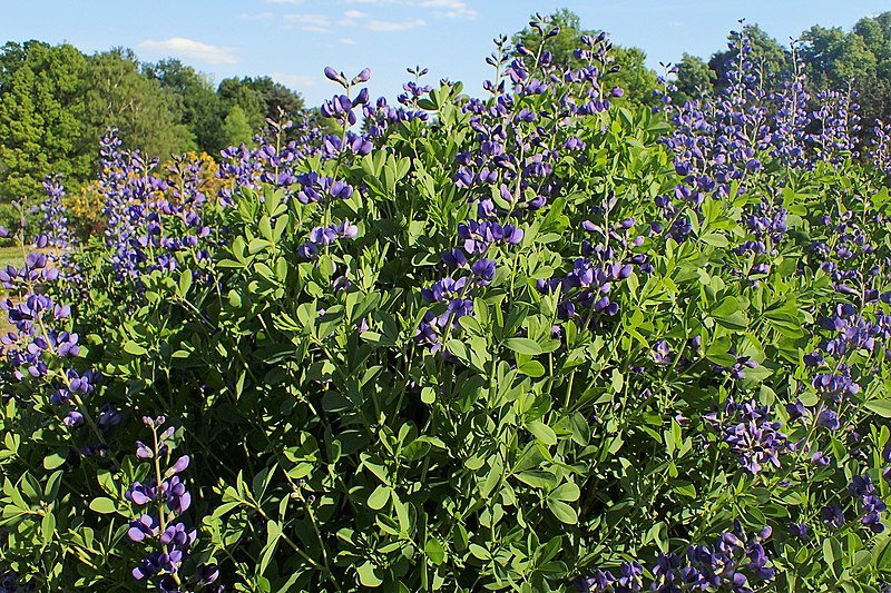 File:Baptisia australis kz01.jpg