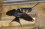 Thumbnail for File:Barn Swallow (Hirundo rustica), Active Kid, Stanley - geograph.org.uk - 4131825.jpg