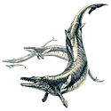 Basilosaurus. Basilosaurus.jpg