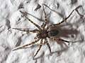 Pardosa