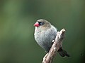 Beautiful firetail