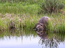 Ein Biber am Ufer eines Sees