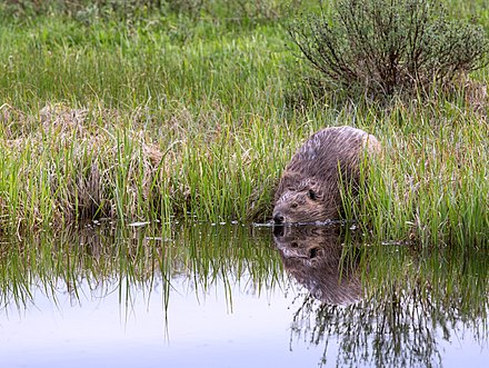 North American beaver in Yellowstone National Park