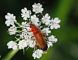 Rhagonycha fulva (Cantharidae)