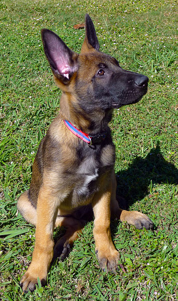 File:Belgian Malinois at 10 weeks photo D Ramey Logan.jpg