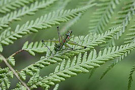 Beomastax equatoriana