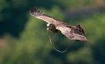 Thumbnail for Short-toed snake eagle
