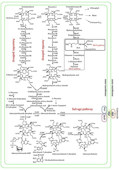 File:Biosynthetic pathways to Vitamin B12.jpg