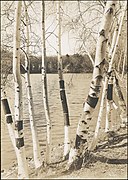 Birch trees at Spot Pond - DPLA - 234ce47613dc60fe4cdbd8c51970cc81.jpg