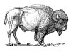 A black-and-white illustration of a buffalo