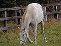 2008年10月30日 (木) 16:14時点における版のサムネイル