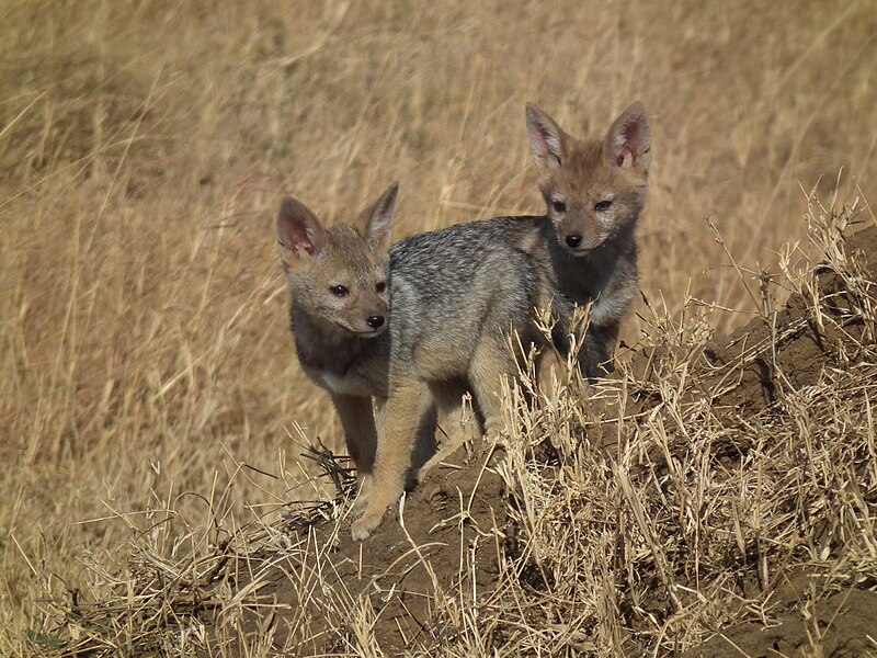 File:Black-backed Jackal Canis mesomelas in Tanzania 3515 Nevit.jpg