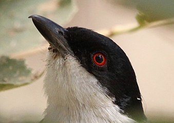 Head of male, showing red iris