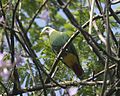 Black-naped Fruit-Dove (Ptilinopus melanospilus) - Flickr - Lip Kee.jpg