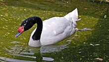 Black-necked Swan Cygnus melancoryphus Swimming 1965px.jpg
