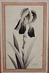 Black Iris. Muhammad Hadi, Shiraz c. 1815-1820. Louvre