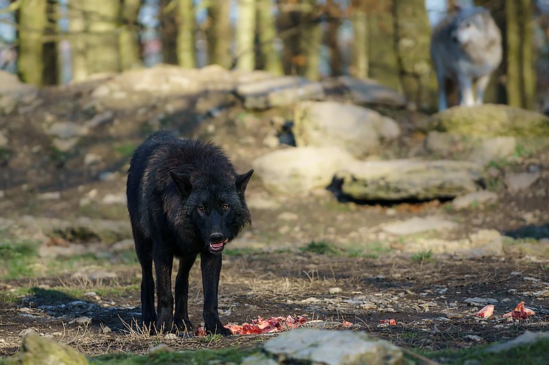 File:Black Wolf (142852551).jpeg