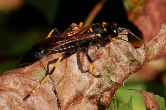 Black and Yellow Mud Dauber (Sceliphron caementarium)