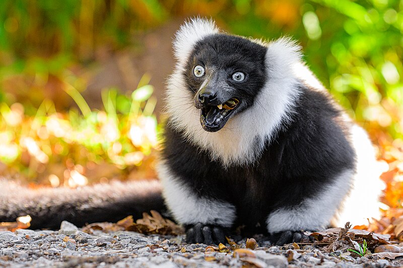 File:Black and white ruffed lemur - 52673560854.jpg