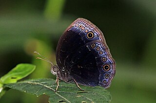 <i>Bicyclus martius</i> Species of butterfly