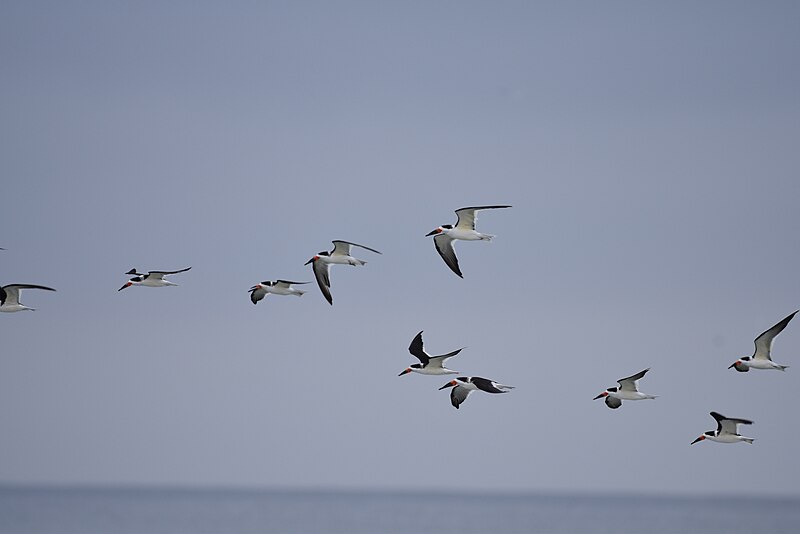 File:Black skimmers birding Mason inlet NC 11.17DSC 0127.jpg