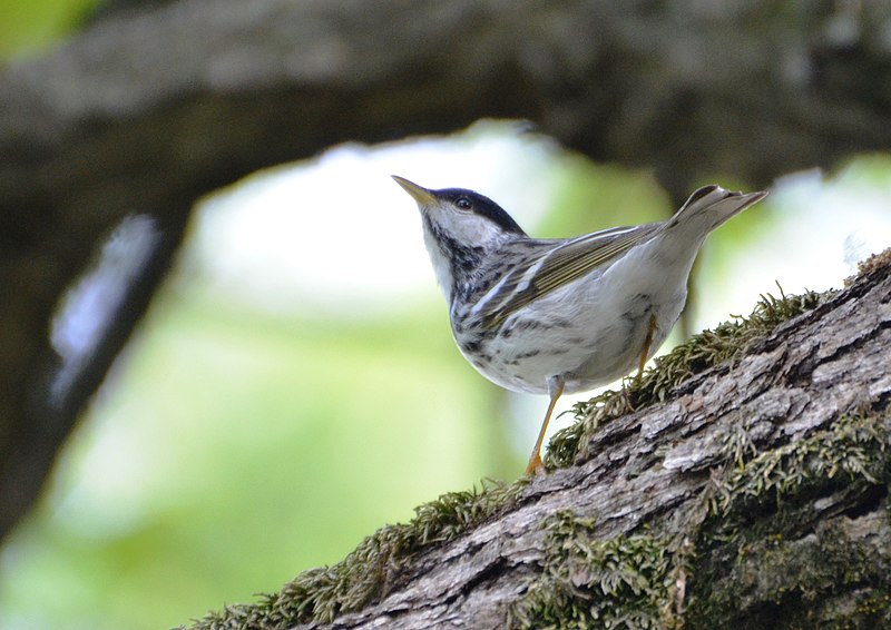 File:Blackpoll Warbler - 14038409090.jpg