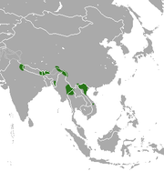 Үндіқытайдың солтүстігінде, Непалда және Үндістанның шығысында шашыраңқы популяциялар