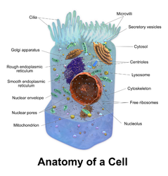 Cell anatomy