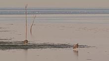 Файл: Blauwe reiger op het wad-4961569.webm 