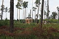 Aussichtsturm im Moorerlebnisgebiet im Pöllwitzer Wald