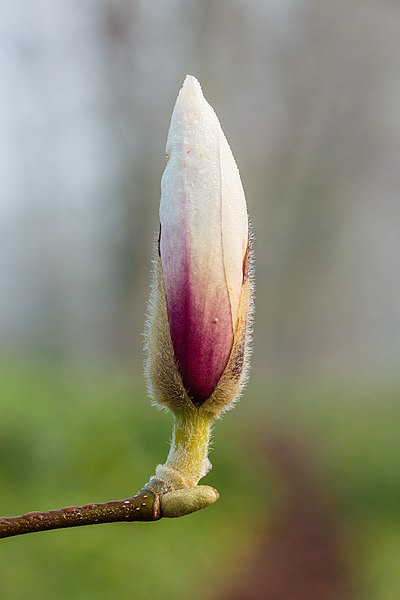 File:Bloemknop van een Magnolia. 18-04-2021. (d.j.b).jpg