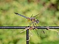 * Nomination Blue dasher dragonfly in Central Park --Rhododendrites 02:15, 1 August 2021 (UTC) * Promotion  Support Good quality. --Knopik-som 03:49, 1 August 2021 (UTC)