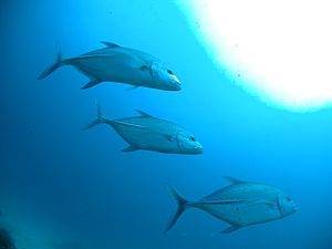 Bluefin Trevally