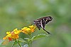 Blurry-striped longtail (Chioides catillus albius).jpg