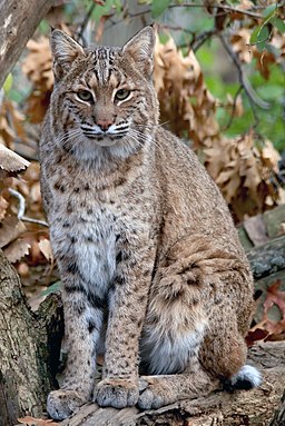 Bobcat at Columbus Zoo Boo