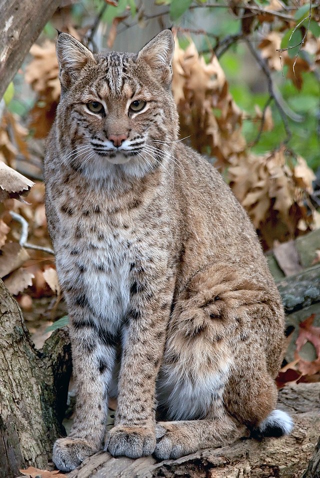 Bobcat - Wikipedia