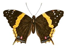 Boisduval1833FaunEntMadagascarLepidPlate8, şek. 3, Vanessa hippomene madegassorum.jpg