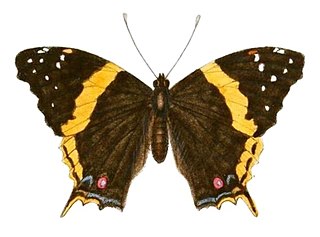<i>Vanessa hippomene</i> Species of butterfly