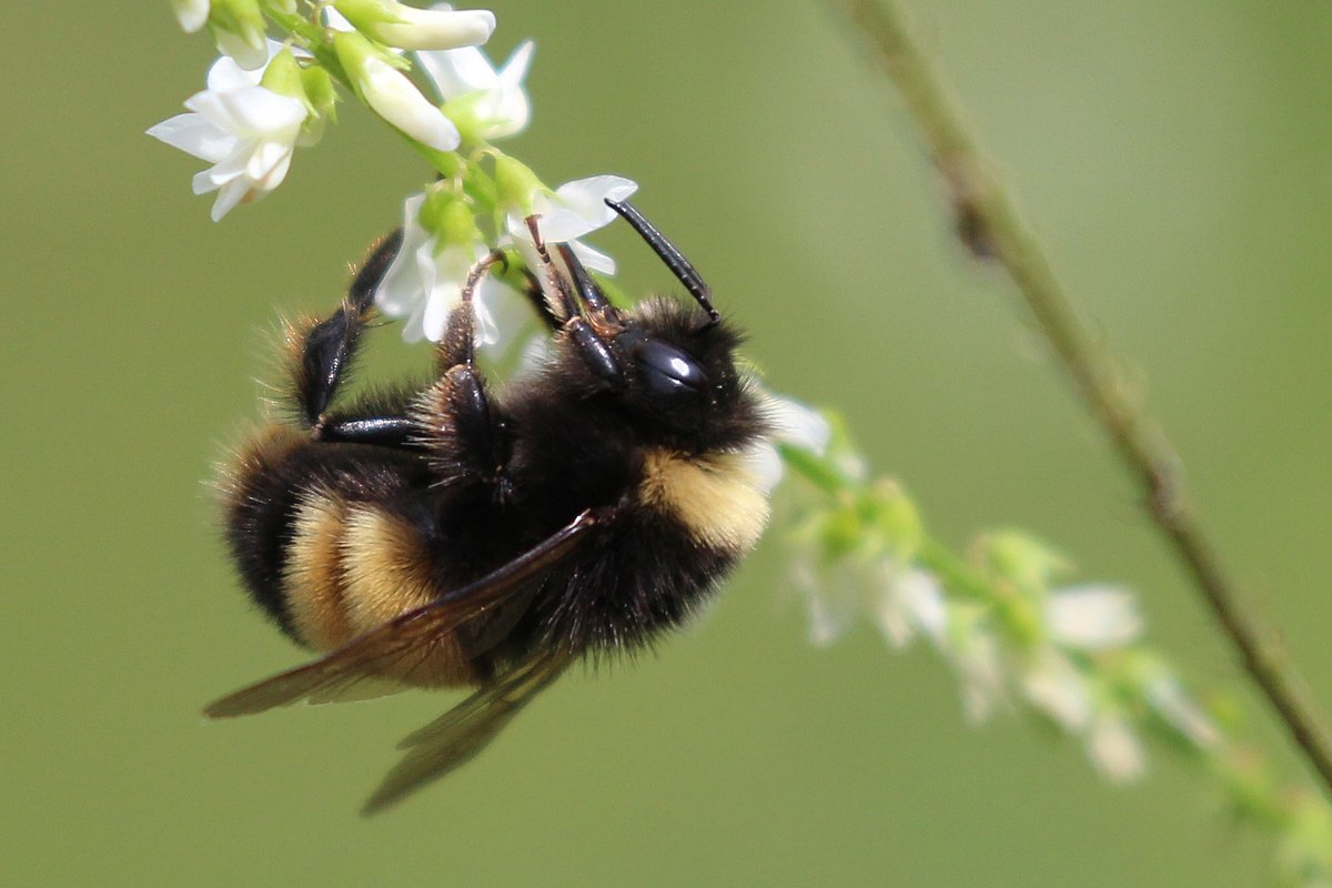 Bombus terrestris - Wikipedia