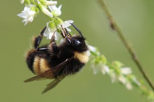 Bombus terricola 86642514.jpg