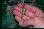 Thumbnail for Botrychium minganense